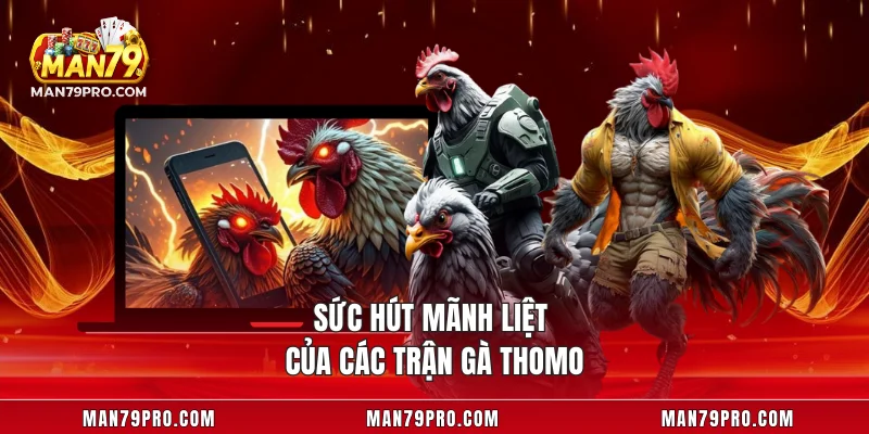 Sức hút mãnh liệt của các trận gà Thomo